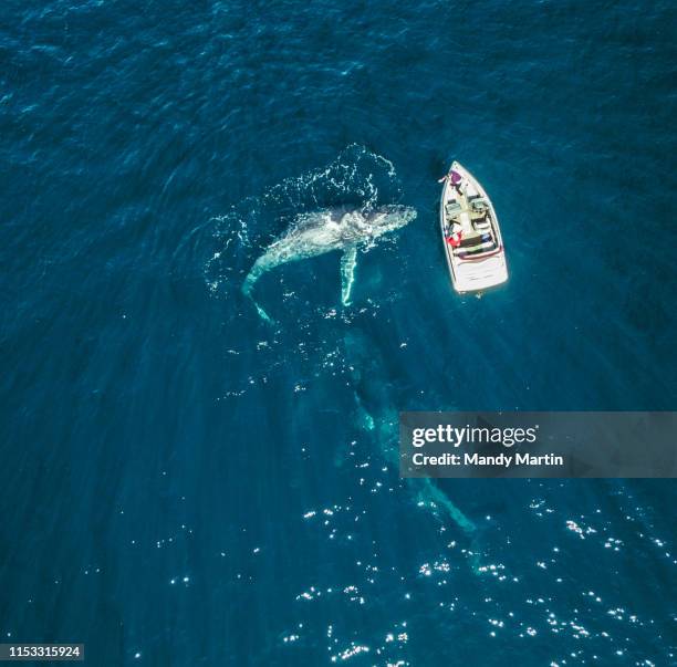 whale scale 2 - pod group of animals stock pictures, royalty-free photos & images