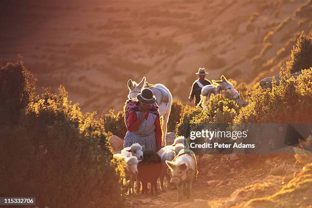locals with livestock, isle del sol, bolivia - bolivia daily life stock pictures, royalty-free photos & images