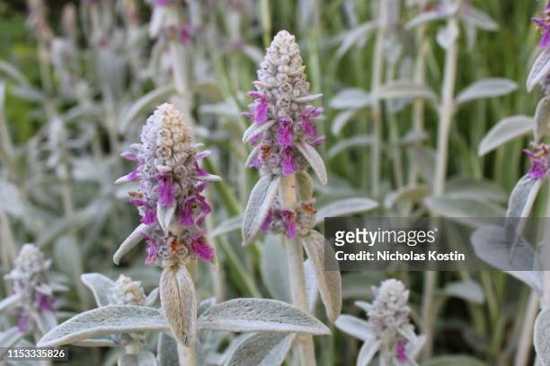 alien sage flowers - sage background stock pictures, royalty-free photos & images
