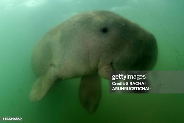 This picture taken on May 23, 2019 shows Mariam the dugong as she swims in the waters around Libong island, Trang province in southern Thailand. An...