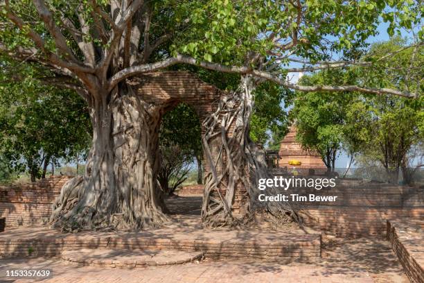 banyan tree growing on ruined ancient gate. - tim bewer fotografías e imágenes de stock