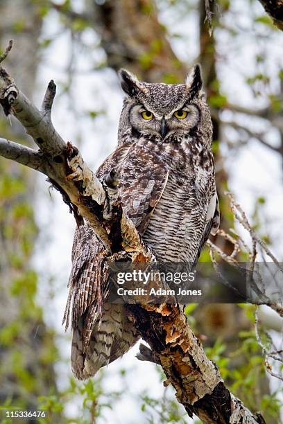 great horned owl - great horned owl stock pictures, royalty-free photos & images