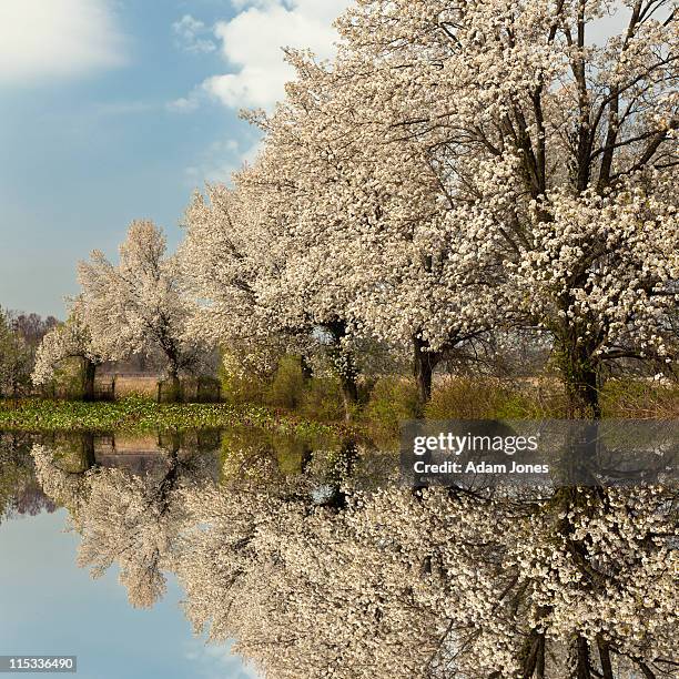 reflection of crabapple trees in full bloom - louisville-kentucky stockfoto's en -beelden