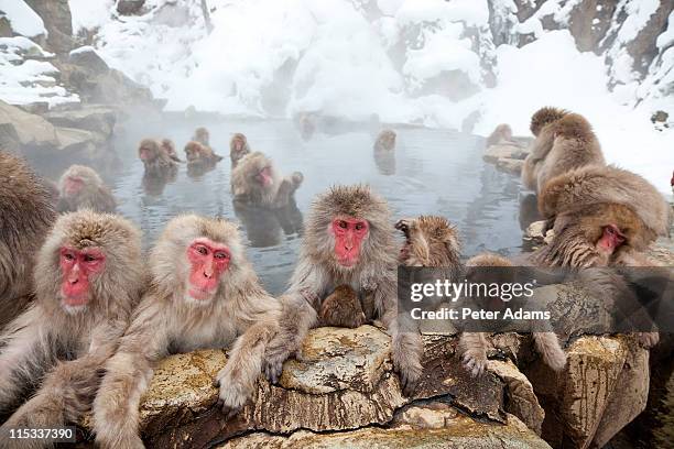 japanese macaques or snow monkeys, japan - macaque du japon photos et images de collection