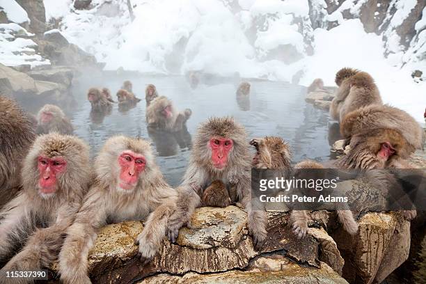japanese macaques or snow monkeys, japan - macaque foto e immagini stock