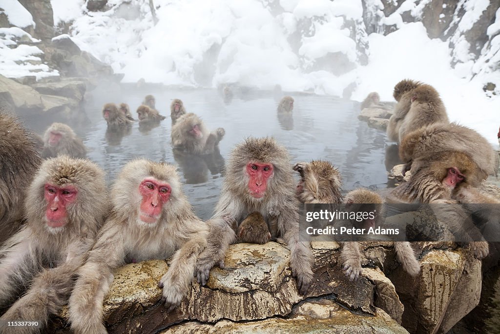 Japanese Macaques or Snow Monkeys, Japan
