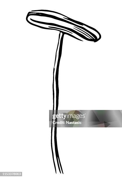 lilium candidum, the madonna lily pistil ,plant morphology ,the parts of a flower - white lily illustration stock illustrations