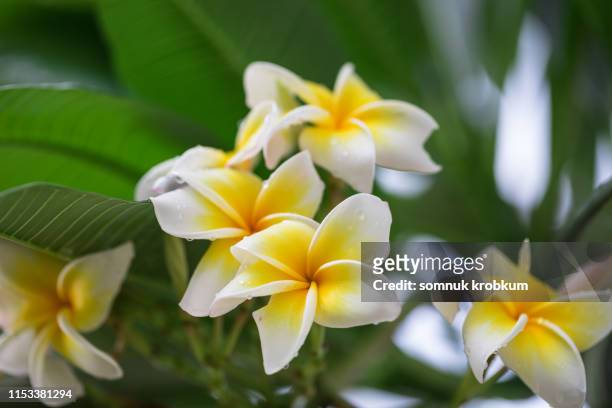 plumeria flower with raindrop - frangipane stock pictures, royalty-free photos & images