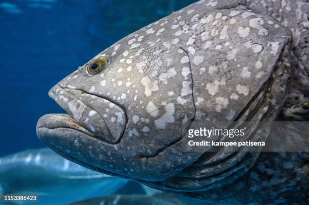 head of large fish giant grouper brown spotted cod - gill stock pictures, royalty-free photos & images