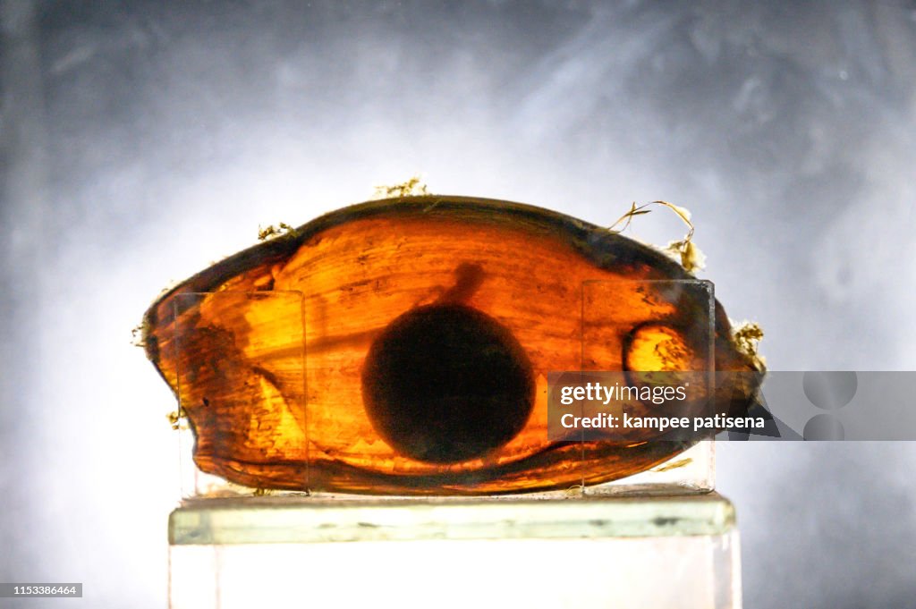 Shark embryos close up