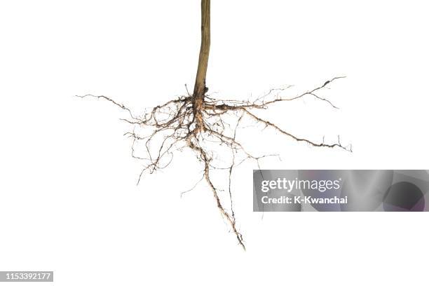 Inverted Tree Photos and Premium High Res Pictures - Getty Images