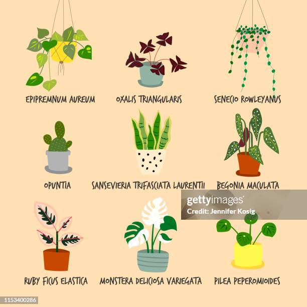 set of houseplant illustrations - monstera stock illustrations