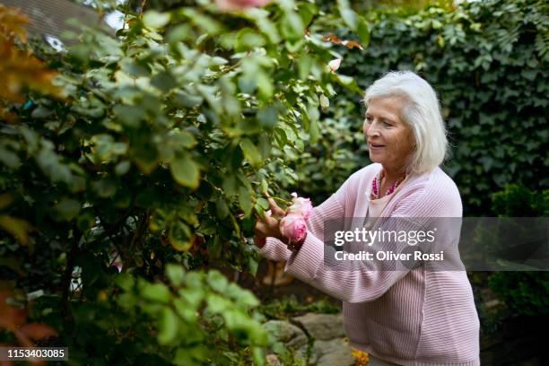 senior woman pruning a rose bush - female bush photos stockfoto's en -beelden