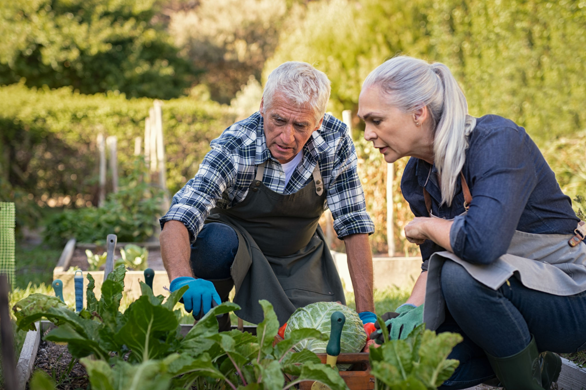 companion planting