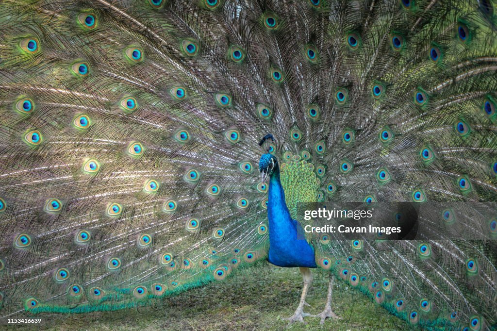 Close-Up of Peacock in Holland Park