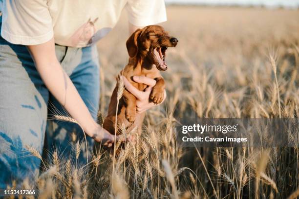 woman holding dachshund puppy outdoor - blommor i tempererade klimatzoner bildbanksfoton och bilder