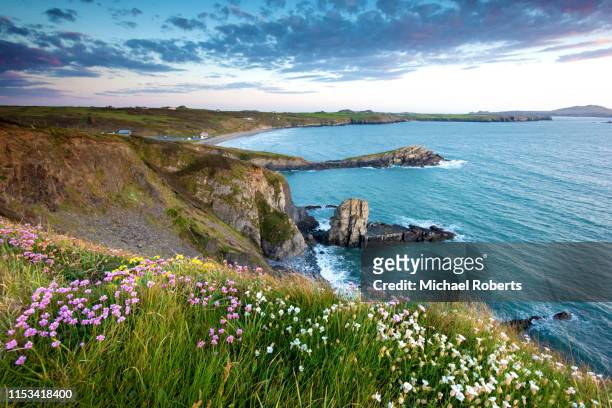 wild flowers on the cliffs of whitesands bay on the pembrokeshire coast path near st davids at sunset - wales beach stock pictures, royalty-free photos & images