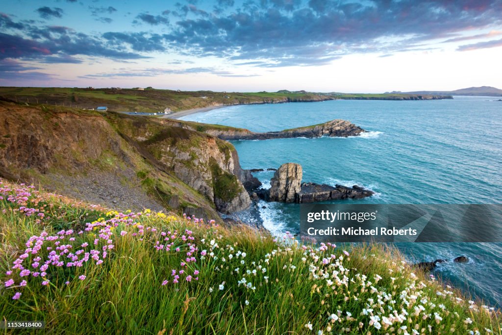 Wild flowers on the cliffs of Whitesands bay on the Pembrokeshire coast path near St Davids at sunset