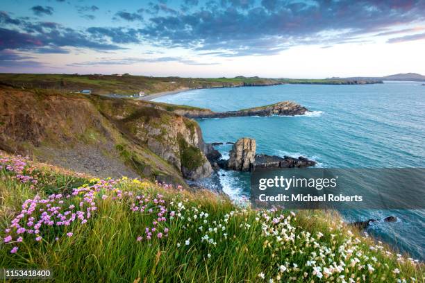 wild flowers on the cliffs of whitesands bay on the pembrokeshire coast path near st davids at sunset - características do litoral - fotografias e filmes do acervo