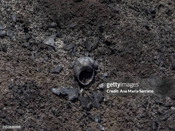 Burned Shell The Shell Of A Burned Snail Among Ashes In A Forest Fire High-Res Stock ...
