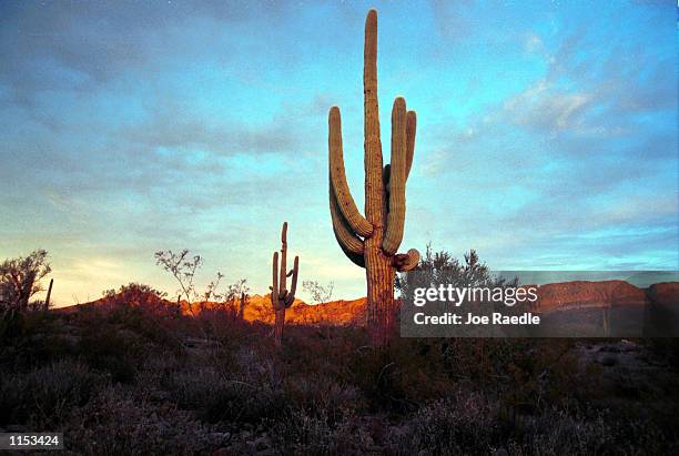 Organ Pipe Cactus grow in the southwest Arizona Organ Pipe Cactus National Monument, which celebrates the life and landscape of the Sonoran Desert...