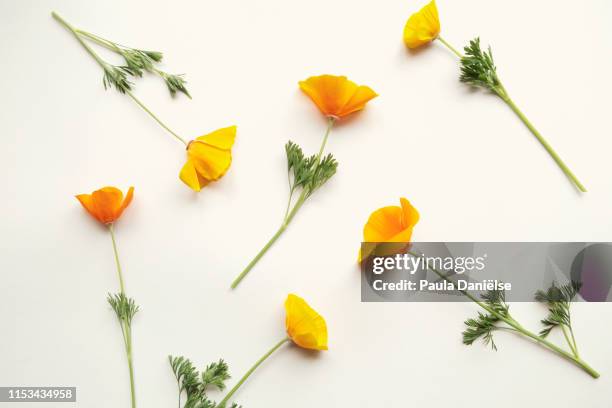 flatlay with fresh flowers - california poppies stock pictures, royalty-free photos & images