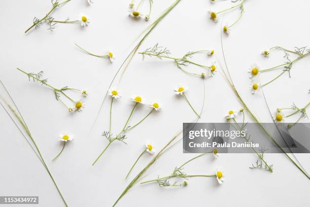 flatlay with fresh flowers - leaves white background stockfoto's en -beelden