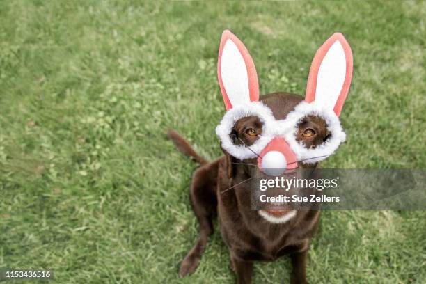 chocolate labrador dog bunny - dog easter stock-fotos und bilder