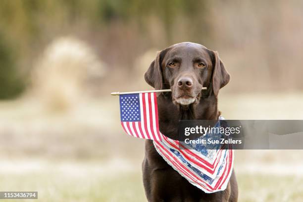 patriotic chocolate labrador dog - indiana flag stock pictures, royalty-free photos & images