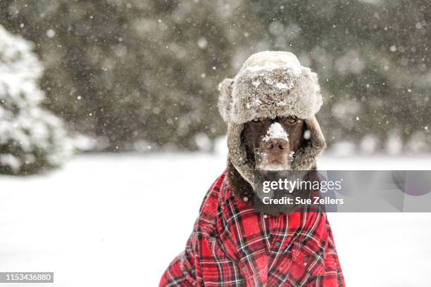 chocolate labrador dog dressed for winter snow - coat stock pictures, royalty-free photos & images