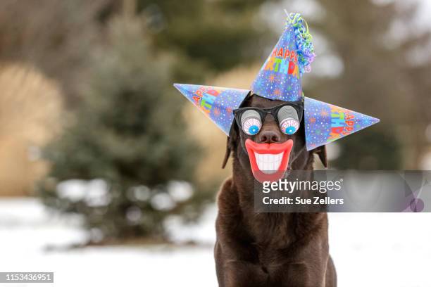 1,462 Funny Animals Birthday Photos and Premium High Res Pictures - Getty  Images