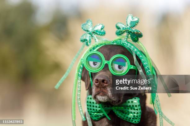 chocolate labrador wearing funny glasses on saint patrick's day - st patricks day stock pictures, royalty-free photos & images