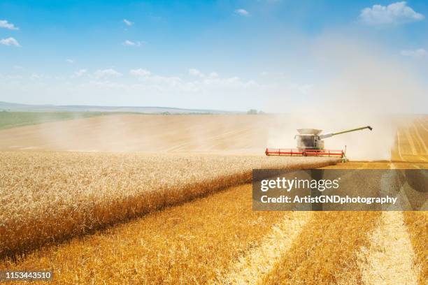 combine harvester on field. - maize harvest stock pictures, royalty-free photos & images