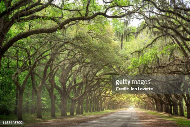 live oak lines road with spanish moss in the us south - live oak tree stock pictures, royalty-free photos & images
