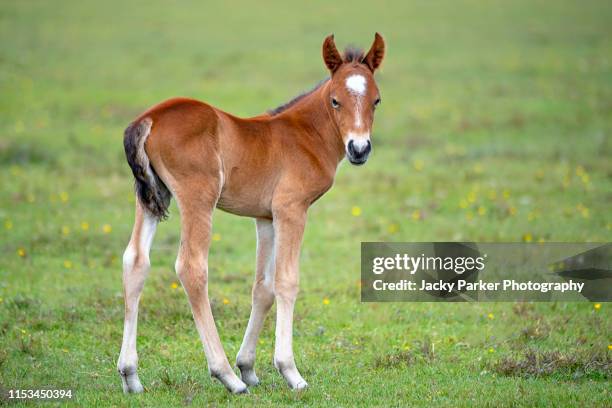 close-up image of a new forest young pony foal in the new forest national park, hampshire, england, uk - foal stock pictures, royalty-free photos & images