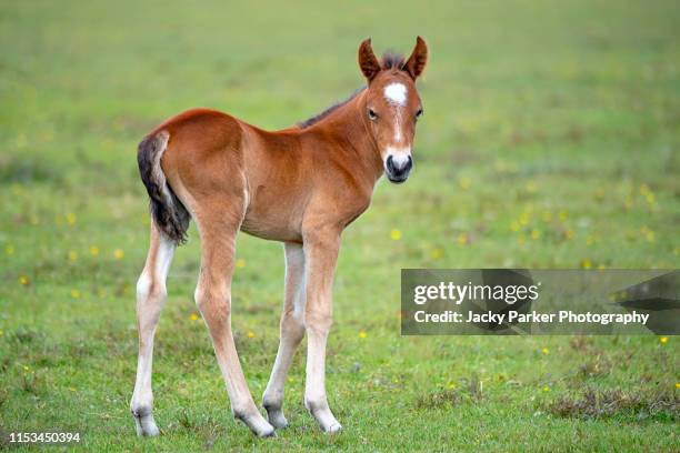 close-up image of a new forest young pony foal in the new forest national park, hampshire, england, uk - föl bildbanksfoton och bilder