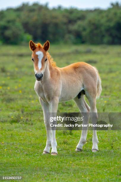 close-up image of a new forest young pony foal in the new forest national park, hampshire, england, uk - baby horses stock pictures, royalty-free photos & images