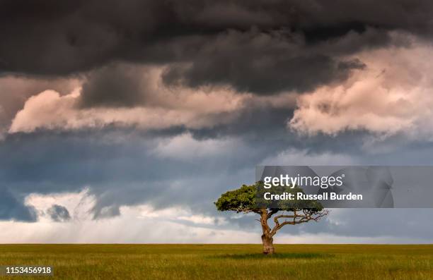 scenic in tanzania lone acacia tree - acacia tree stockfoto's en -beelden