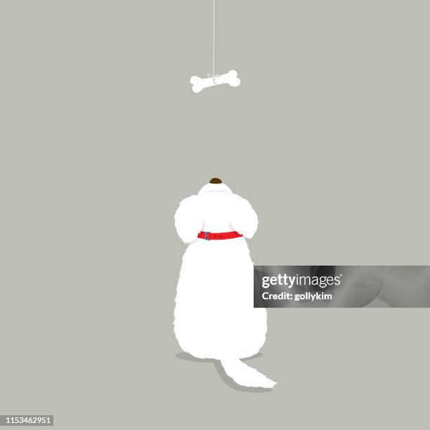 rear view of a white long hair dog looking at dog bone - maltese dog long hair stock illustrations