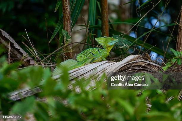 un basilisco verde en el bosque lluvioso de costa rica - basilisk stock-fotos und bilder