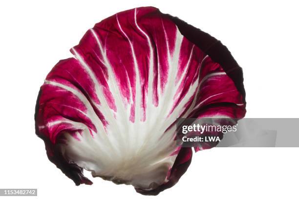 radicchio - radicchio stock pictures, royalty-free photos & images