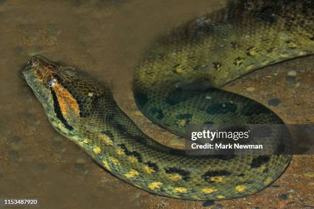 green anaconda - anaconda snake stock pictures, royalty-free photos & images