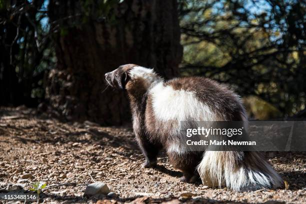 striped skunk - skunk stock pictures, royalty-free photos & images