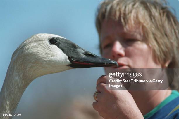 Hennepin Parks staff spent a busy Tuesday rounding up trumpeter swans from their winter holding pond at Lake Rebecca Park Reserve in Rockford for...