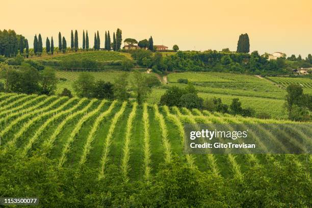 conegliano veneto - collabrigo - the prosecco hills - veneto stock pictures, royalty-free photos & images