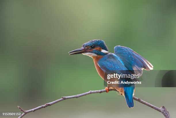 common kingfisher balancing on a twig - kingfisher river stock pictures, royalty-free photos & images