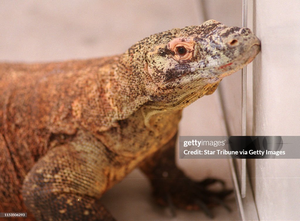 A recently arrived male Komodo dragon waits in quarantine at the Minnesota Zoo. He and his mate arrived this morning after a 30 hour flight from Indonesia. Both Komodo dragons will remain in quarantine for 30 days before being placed in thier permanent ex
