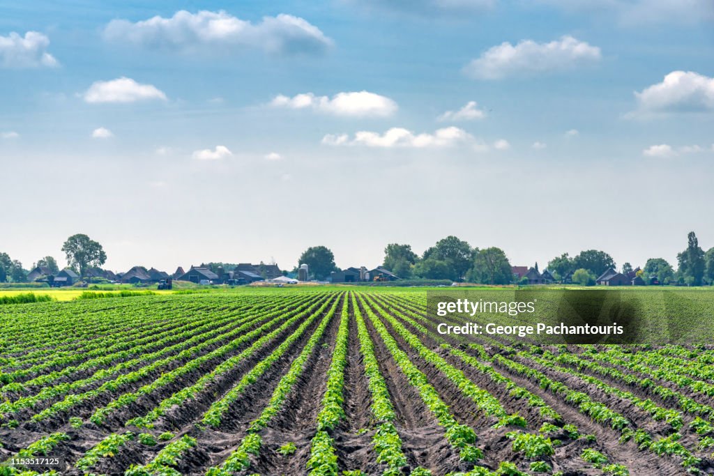 Potato field on a summer day