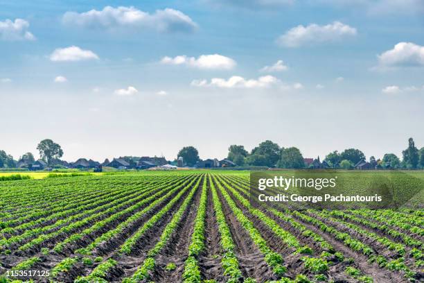 potato field on a summer day - odlad mark bildbanksfoton och bilder