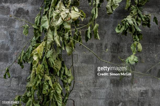 withered passionfruit vine on a stucco wall - flaccid stock pictures, royalty-free photos & images